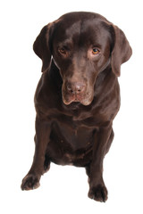 labrador retriever