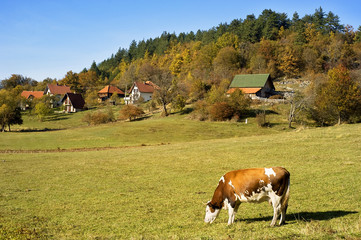 Cow  on a field