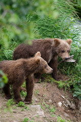Obraz premium Grizzly bear cubs
