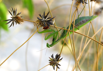 Praying Mantis - Mantis Religiosa. Hunting on the fire bug.