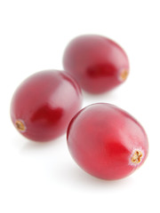 Ripe cranberry in closeup