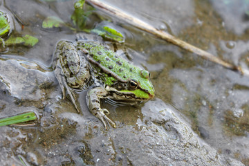 Green frog in the water