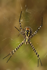 Argiope
