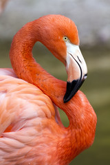 Naklejka premium Flamingo in S