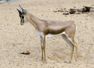 Small gazelle