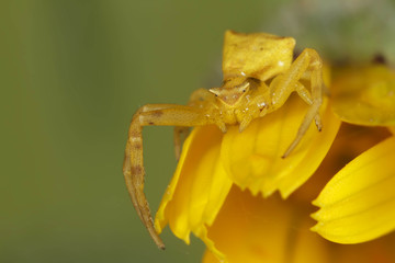 Thomisidae