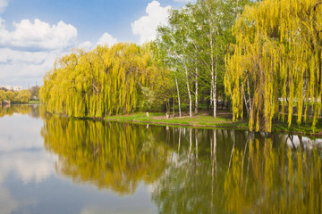 Birch grove