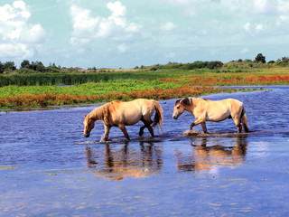 Henson horses in the marshes in bays of somme in france