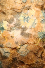 Mould growing on old bread
