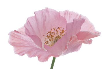 Fototapeta premium poppy