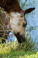 Naklejka premium Okapi