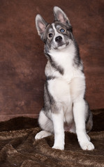 husky de 4 mois sur fond marron