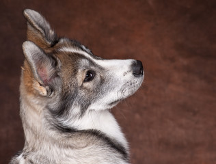 husky femelle de 4 mois