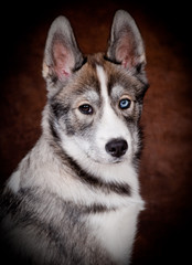 portrait d'un husky veron