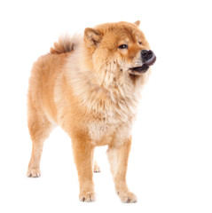 chow chow fauve femelle