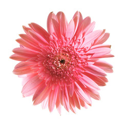 Pink gerbera flower closeup. Isolated on white