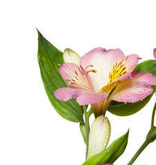 pink flower closeup