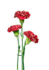 Three Red Carnation on White background