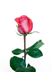 Obraz premium rose