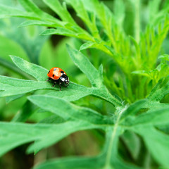 Fototapeta premium ladybug on grass