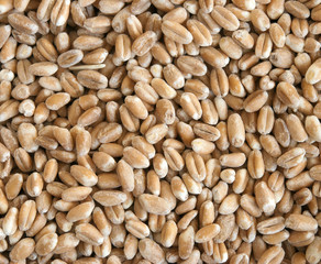 wheat. background from the dry ripe wheat ready for cooking