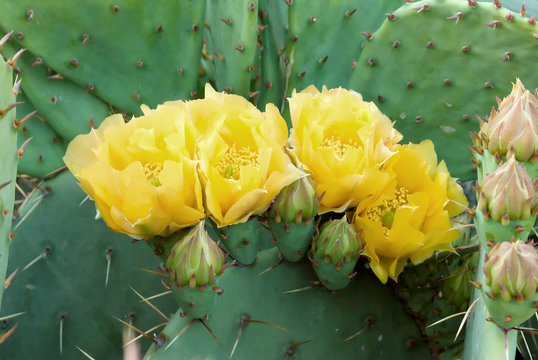 Yellow Prickly Pear Cactus Flowers