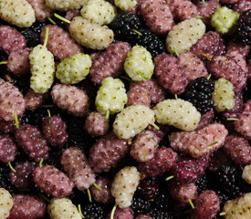 mulberry