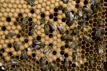 Honey Bees