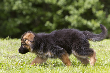 portrait of german shepherd puppy