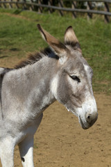 portrait of a donkey on a farm