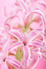 Fototapeta na wymiar pink hyacinth flower