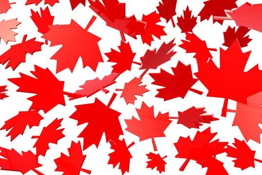 canadian maple leafs autumn leaves