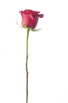 Isolated red rose with space for copy