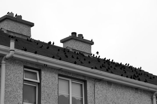 flock of birds on a roof