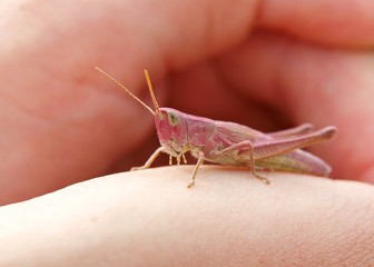 Pink Grasshopper