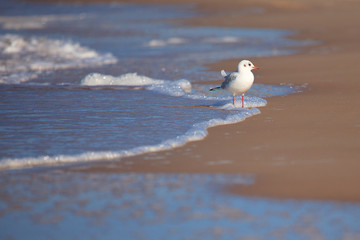 Seagull on the shore