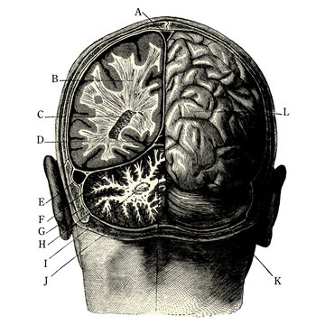 Cerveau