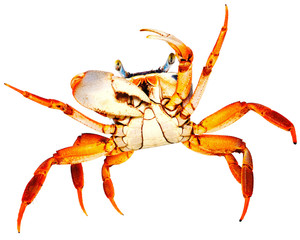 Rainbow Crab on white © vangert