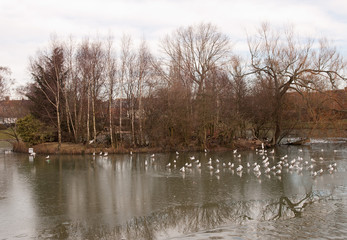Seagulls on frozen pond