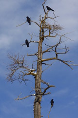 Corvi di alta quota su abete