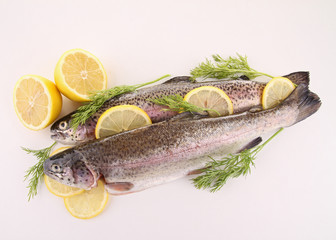 fish, trout