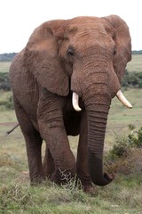 Obraz na płótnie Canvas African Elephant Walking