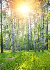Selbstklebende Fototapeten Frühling sonniger Wald © Julia Shepeleva