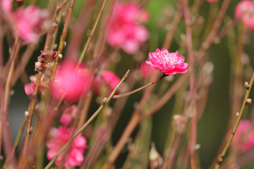 peach blossom , decoration flower for chinese new year