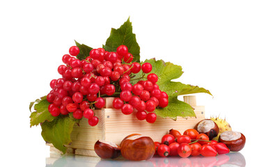 red berries of viburnum in wooden box, chestnuts and briar