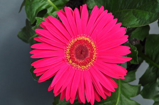 Transvaal Daisy