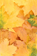 Naklejka na ściany i meble piękne tło jasne jesiennych liści