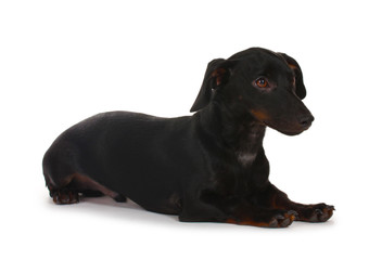 black little dachshund dog isolated on white