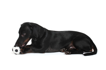 black little dachshund dog and ball isolated on white