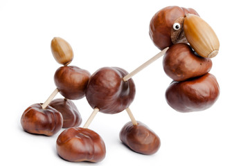 chestnut animal